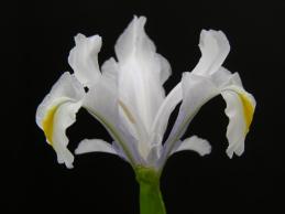 Iris aucheri