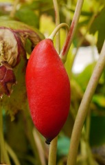 Podophyllum emodi fruit