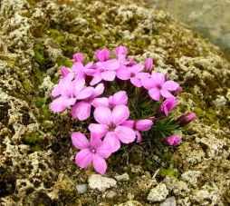 Dianthus microlepis Rivendell on tufa wall